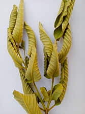 Guava - Psidium guajava